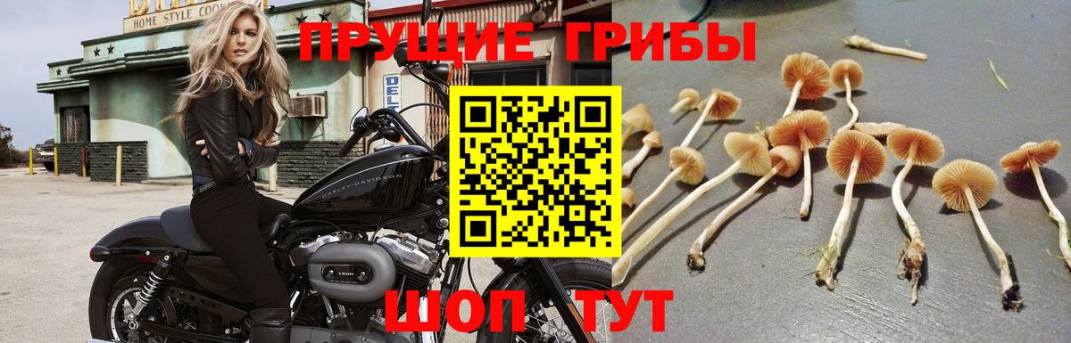 Галлюциногенные грибы Psilocybe Азов
